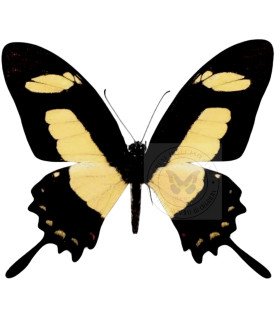 Papilionidae Heraclides torquatus torquatus