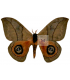 SATURNIIDAE5