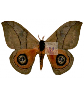 SATURNIIDAE5