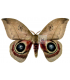 saturniidae 5