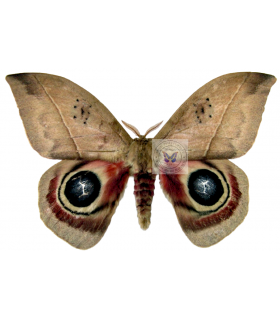 saturniidae 5