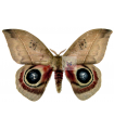 Automeris  janus A.1/A.1-