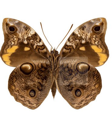 Brassolidae Opsiphanes Sallei