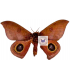 saturniidae5