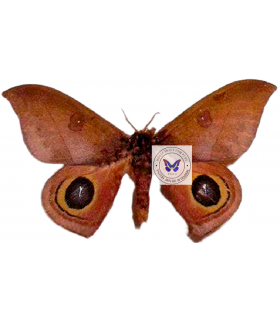 saturniidae5