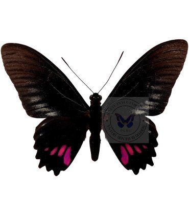 Papilionidae Mimoides (Eurytides) ariarathes gayi