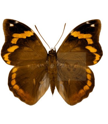 Brassolidae Opsiphanes Sallei