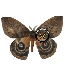 SATURNIIDAE5