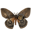 Automeris boops