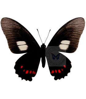 Papilionidae Mimoides (Eurytides)xeniades harmodius