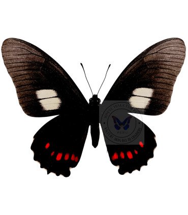 Papilionidae Mimoides (Eurytides)xeniades harmodius