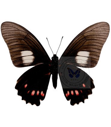 Papilionidae Mimoides (Eurytides)xeniades harmodius