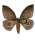 SATURNIIDAE5