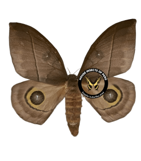 SATURNIIDAE5