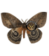SATURNIIDAE5