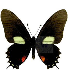 Papilionidae Mimoides (Eurytides) xynias xynias