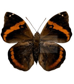 Brassolidae  Opsiphanes Invirae Agasthenes