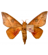 SATURNIIDAE6