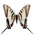 Papilionidae Neographium (Eurytides) agesilaus