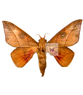 SATURNIIDAE6