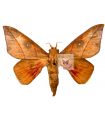 Adeloneivaia acuta A.1/A.1-