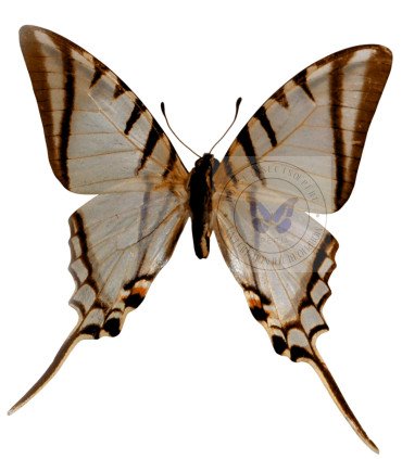 Papilionidae Neographium (Eurytides) agesilaus