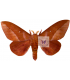 SATURNIIDAE 6