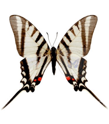 Papilionidae Neographium (Eurytides) agesilaus