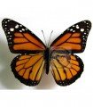 Danaus plexippus nigrippus A.1-