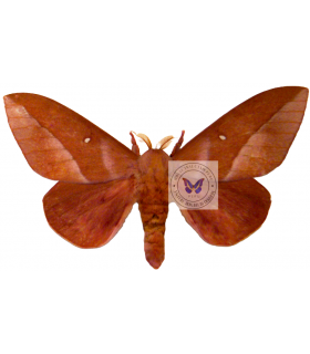 SATURNIIDAE 6