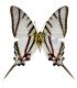 Papilionidae Protesilaus (Eurytides) Glaucolaus  leucas