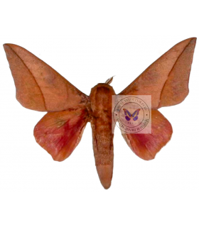 SATURNIIDAE 6