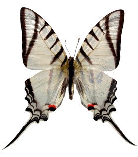 Papilionidae Protesilaus (Eurytides) Glaucolaus  leucas