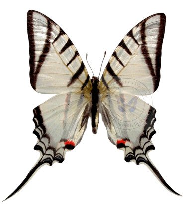 Papilionidae Protesilaus (Eurytides) Glaucolaus  leucas