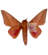 SATURNIIDAE 6