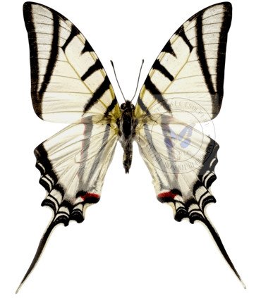 Papilionidae Protesilaus (Eurytides) protesilaus