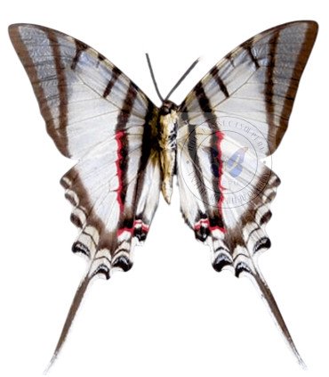 Papilionidae Protesilaus (Eurytides) protesilaus