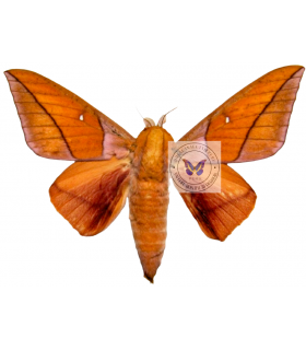 saturniidae6