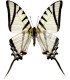 Papilionidae Protesilaus (Eurytides) protesilaus