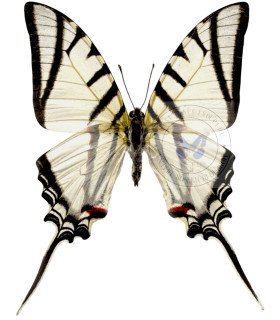 Papilionidae  (Eurytides) protesilaus telesilaus