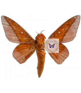 saturniidae 6