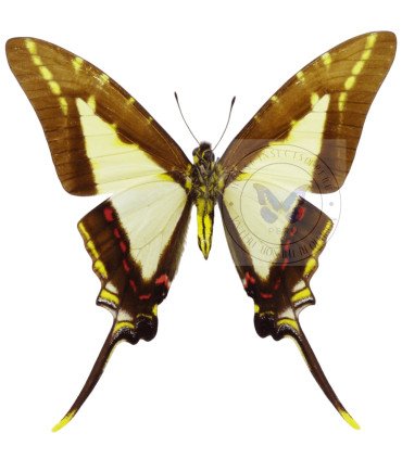 Papilionidae Neographium (Eurytides) dioxippus diore