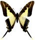 Papilionidae Neographium (Eurytides) dioxippus diore