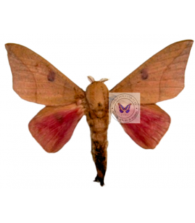 saturniidae 6