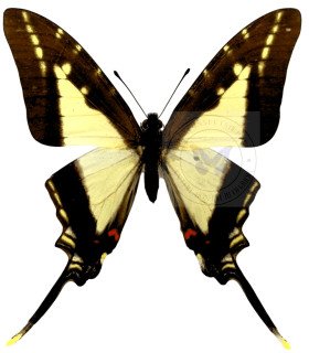 Papilionidae Neographium (Eurytides) dioxippus diore