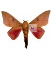 A.subangulata pallida A.1/A.1-