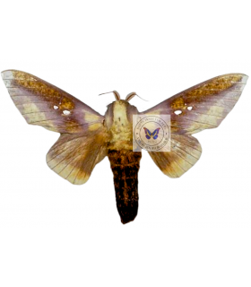 saturniidae6