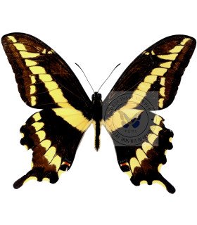 Papilionidae  Papilio (Heraclides) paeon  perugrino