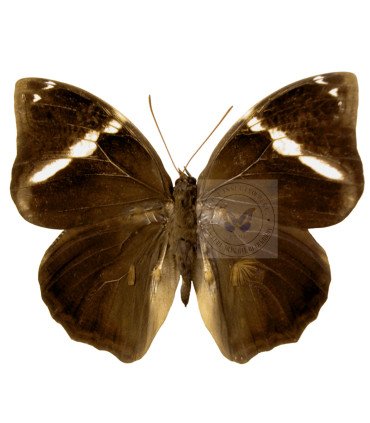 Brassolidae Opsiphanes Tamarindi Incolumis