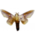 saturniidae6